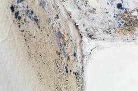 Why You Should Choose Our Mold Remediation Services in Fenton, MI